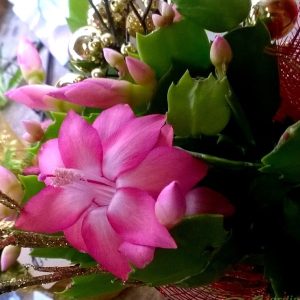 Schlumbergera truncata