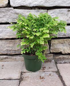 Selaginella martensii