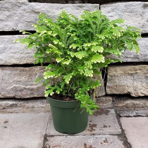 Selaginella martensii