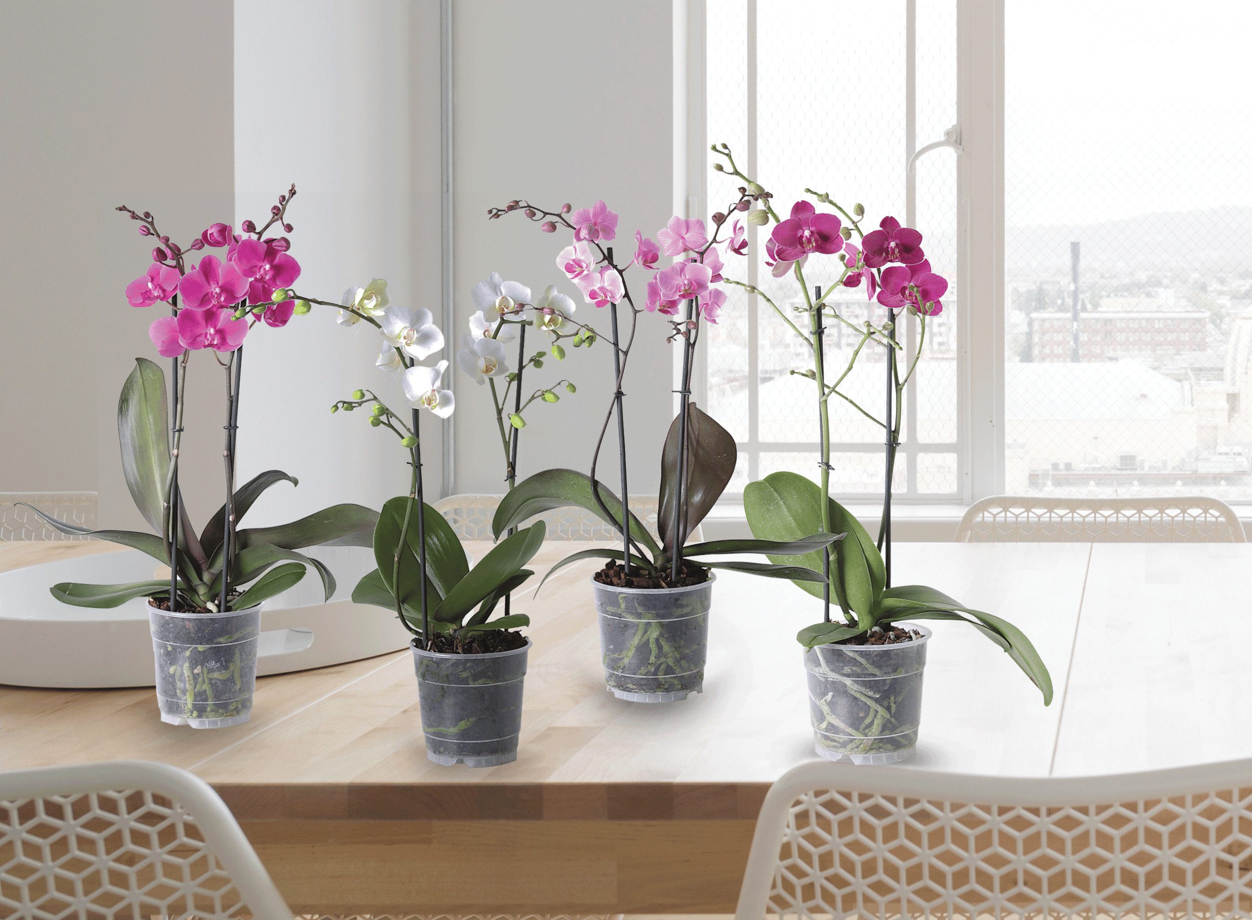 Phalaenopsis |