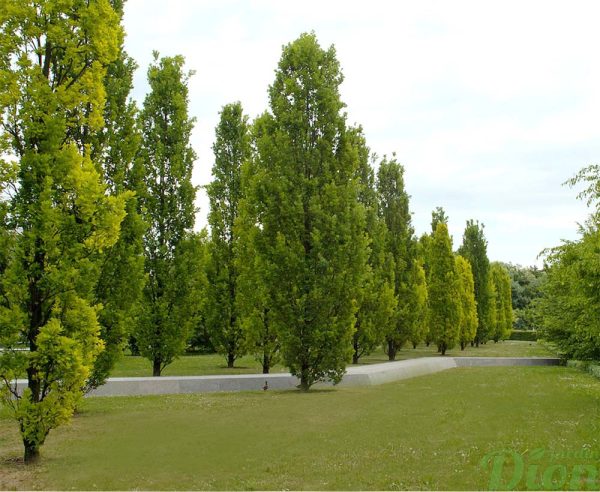 Quercus robur ‘Fastigiata’ Quercus robur ‘Fastigiata’