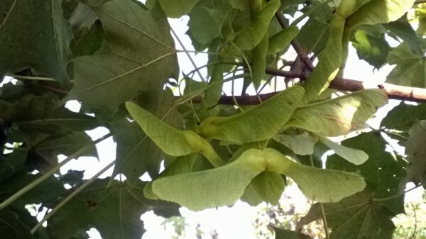 acer-platanoides-emerald queen-erable-disamares (fruits) acer-platanoides-emerald queen-erable-disamares (fruits)