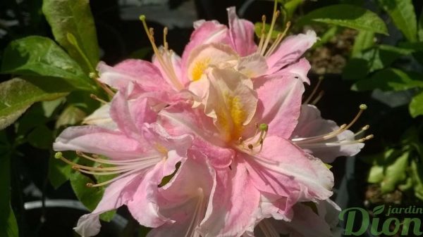 azalea-rhododendron-azalée-tri-lignts