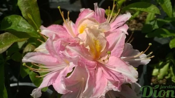 azalea-rhododendron-azalée-tri-lignts azalea-rhododendron-azalée-tri-lignts