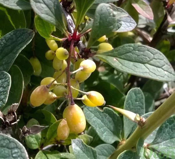 berberis-thunbergii-emerald carrousel-épine-vinette-verte-fruits