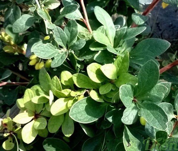 berberis-thunbergii-jade carousel-épine-vinette