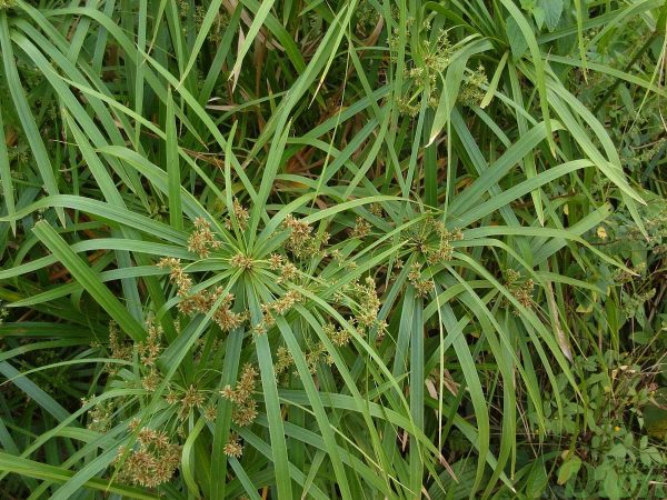 cyperus-alternifolius-fleurs et feuilles-annuel-aquatique-milieux humides