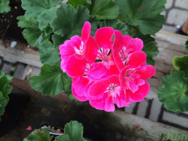 geranium-hortorum-érigé-fleurs doubles-moonlight-vineta-rose-foncé