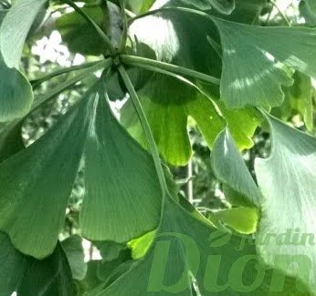 ginkgo-biloba-arbre aux 40 écus