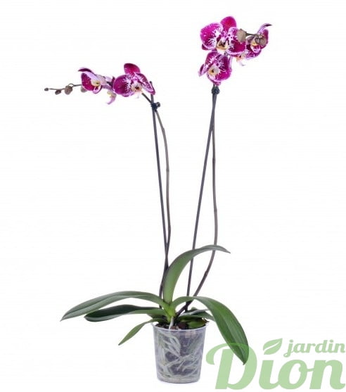 orchidée-phalaenopsis-orchidée papillon