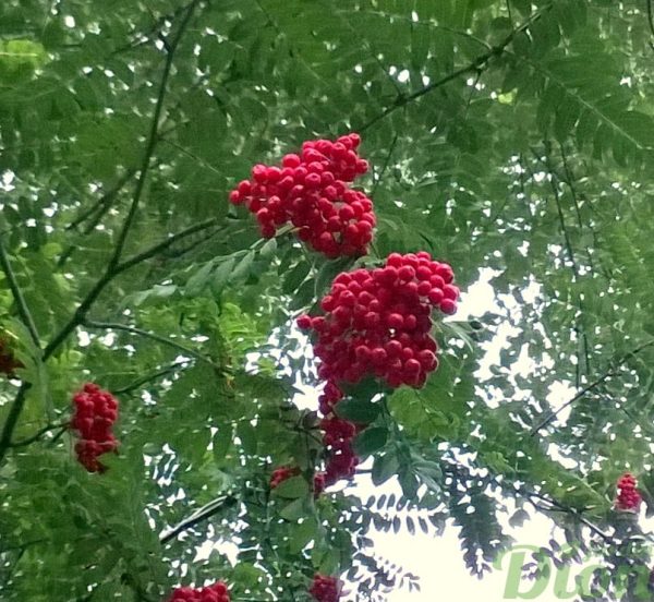 sorbus-aucuparia-cardinal-royal-sorbier des oiseaux sorbus-aucuparia-cardinal-royal-sorbier des oiseaux