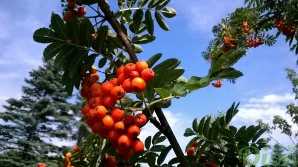 sorbus-aucuparia-rossica-sorbier des oiseaux-fruits et feuilles