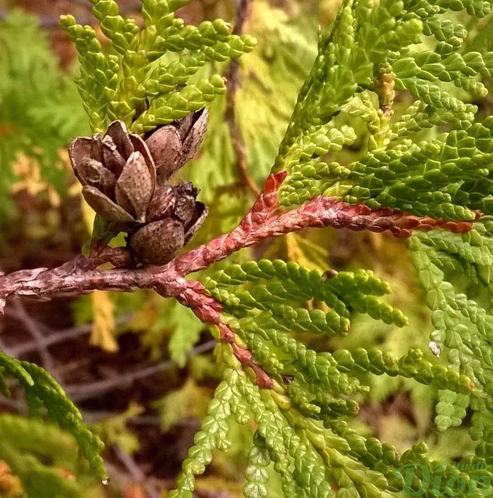 thuya-occidentalis-fruits ouverts-(cocottes)