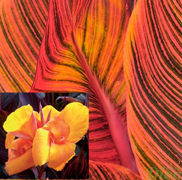 canna-african sunset-feuillage orange-fleurs jaune canna-african sunset-feuillage orange-fleurs jaune