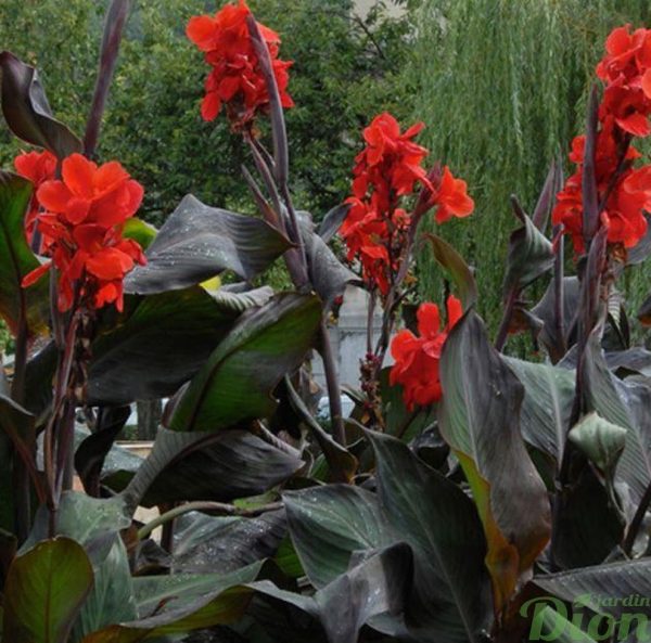 canna-black-knight-feuillage-fonce-fleurs-rouges