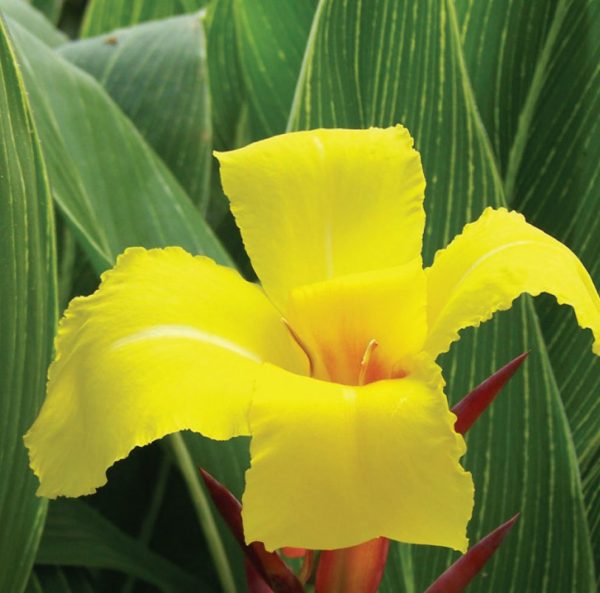 canna-striped beauty-feuillage-raye-fleur jaune