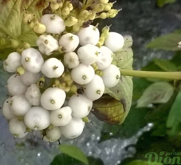 Cornus sericea flaviramea Cornus sericea flaviramea