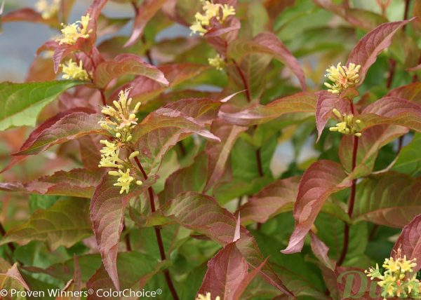 diervilla-lonicera-diervillée chevrefeuille-kodiak-orange-feuilles-fleurs PW2 diervilla-lonicera-diervillée chevrefeuille-kodiak-orange-feuilles-fleurs PW2