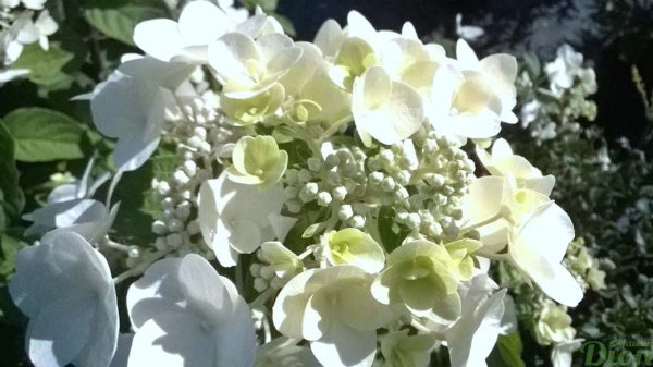 hydangea-paniculata-hydrangee-paniculee-quick fire-floraison d’été hydangea-paniculata-hydrangee-paniculee-quick fire-floraison d’été