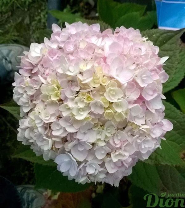 hydrangea-hydrangee-macrophylla-blushingbride-fleurs fin été