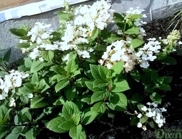 hydrangea-hydrangée-little quick fire-fleurs phase blanche