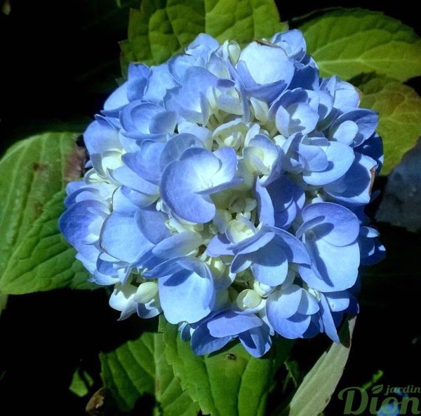 hydrangea-macrophylla-hydrangée-bloomstruck-bleu