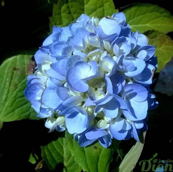 hydrangea-macrophylla-hydrangée-bloomstruck-bleu hydrangea-macrophylla-hydrangée-bloomstruck-bleu