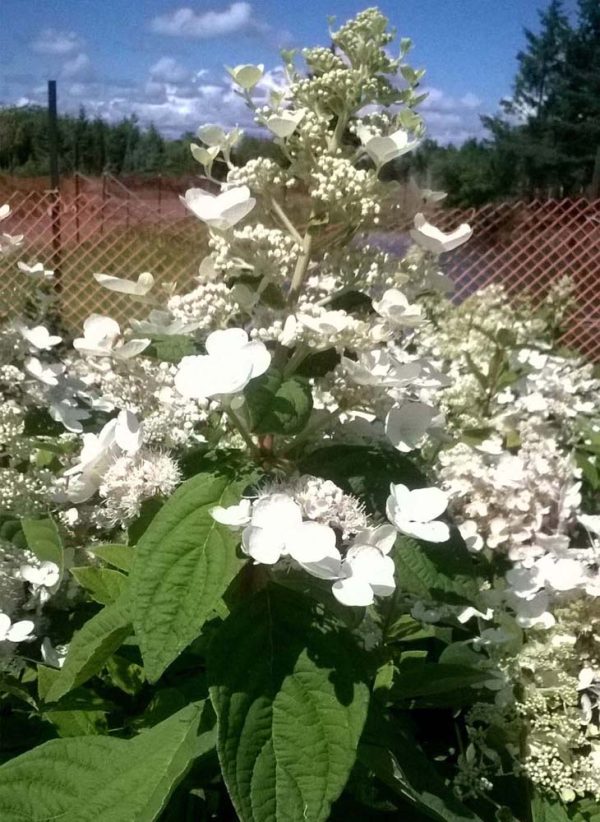 hydrangea-paniculata-hydrangée paniculée-kyushu (snowmountain)-floraison d’été