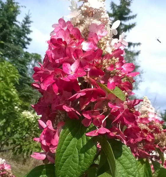 hydrangea-paniculata-pinky winky-hydrangée paniculée-fleur de fin d’été