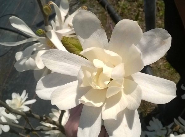 magnolia-loebneri-dr.merrill-fleur
