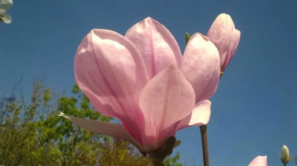 magnolia soulangiana-fleur