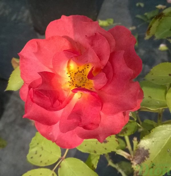 rosa-floribunda-rosier-cinco de mayo-rose-orangé