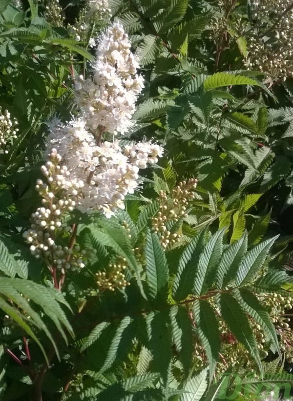 sorbaria-sorbifolia-fausse spirée-fleur-et-feuillage