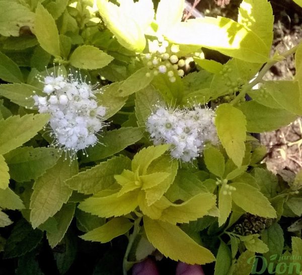 spiraea-japonica-spirée du japon-white gold