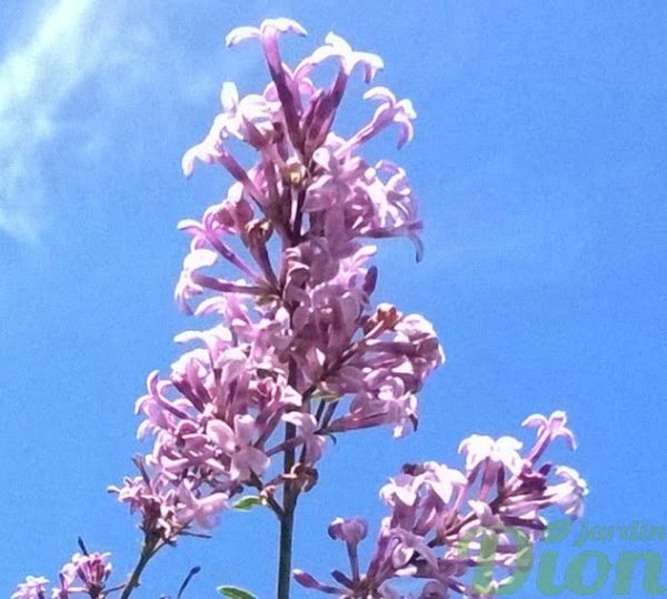 syringa-julianan hers-lilas pleureur-fleur