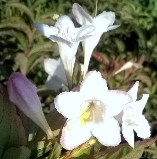 weigela-florida-sonic bloom pearl-blanc-fleurs blanches