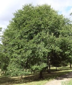 Ulmus x accolade orme mature