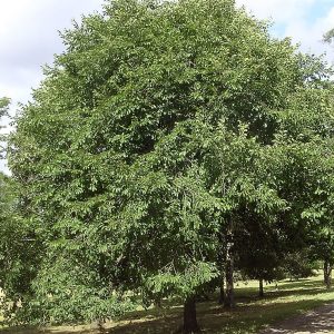 Ulmus x accolade orme mature