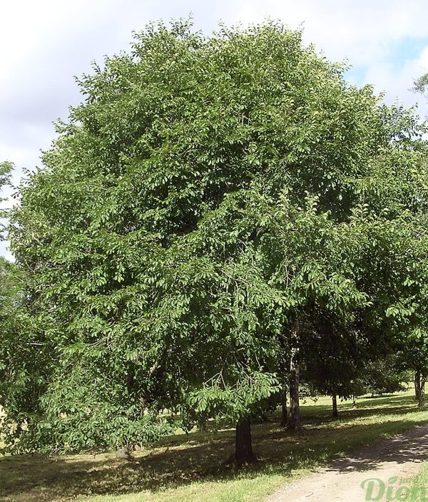 Ulmus x accolade orme mature Ulmus x accolade orme mature