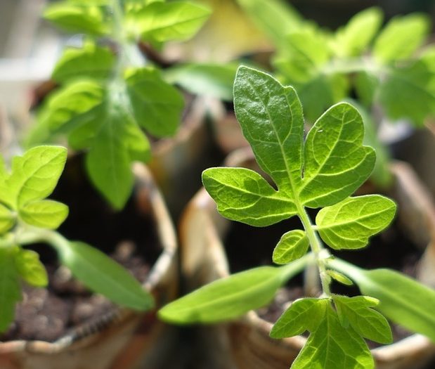 Plantules de tomates