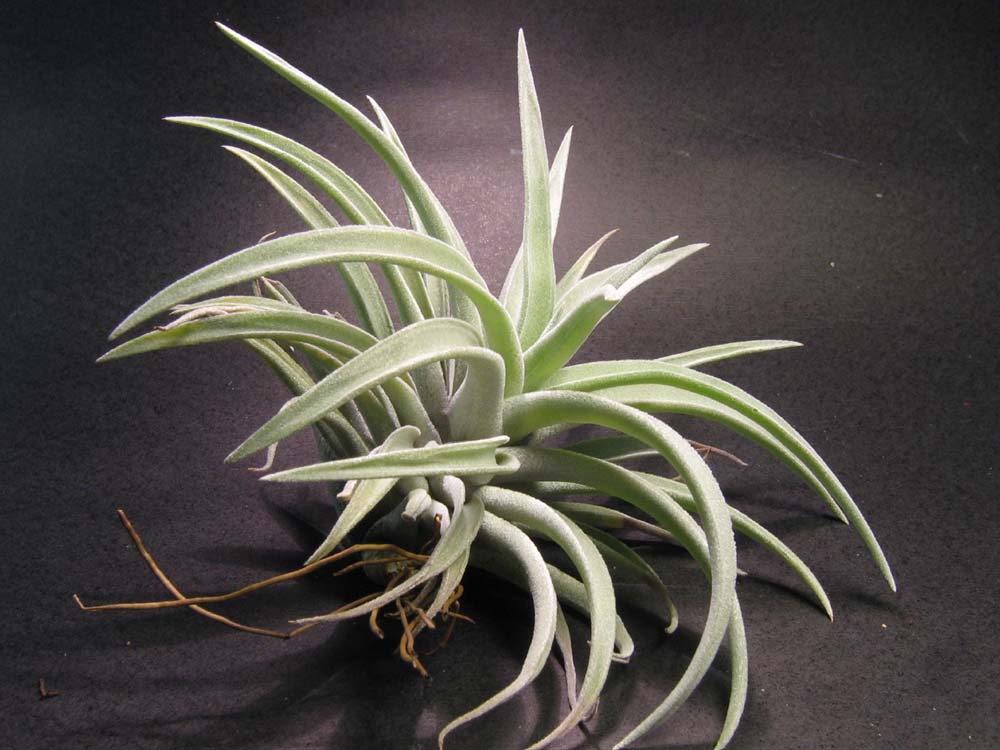 Tillandsia harrisii