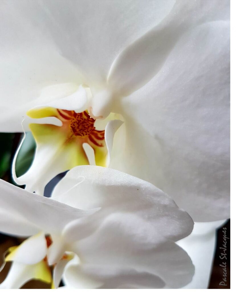 L’orchidée phalaenopsis vous révèle ses secrets!