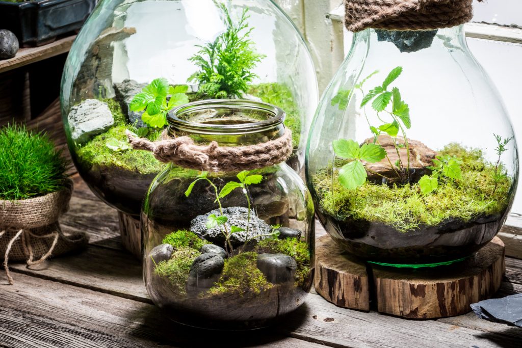 Réalisation et entretien d'un terrarium