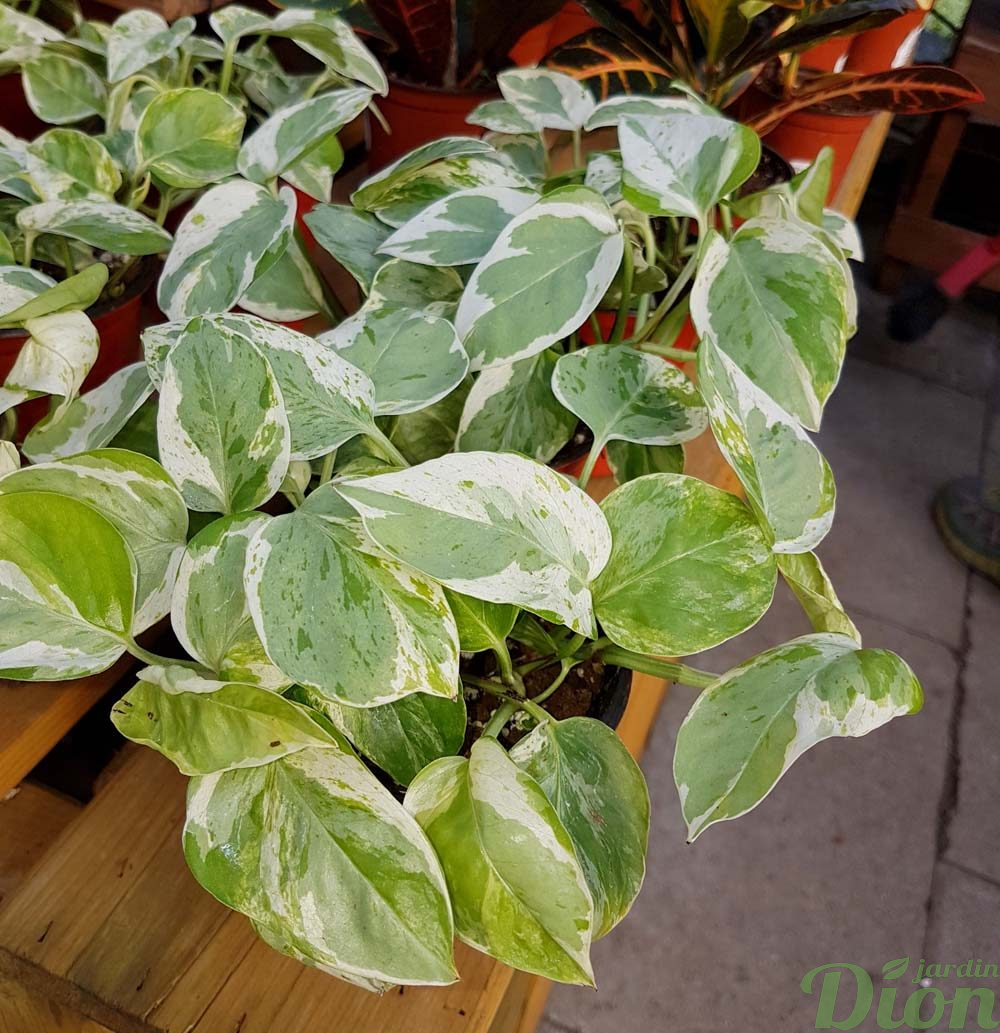 Pothos epipremnum aureum pearls and jade grimpante retombante tropicale lumiere faible ombre