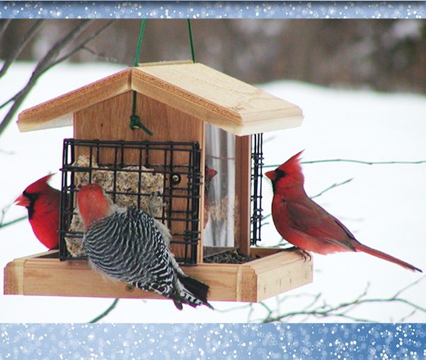 GEVO Nourriture pour oiseaux de jardin