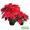 Poinsettias