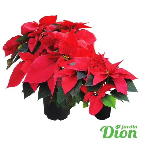 Poinsettias