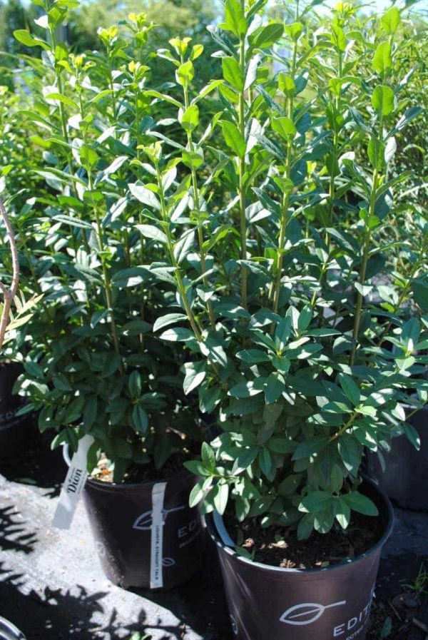 Ligustrum vulgare ‘Staight talk’