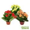 Kalanchoe blossfeldiana