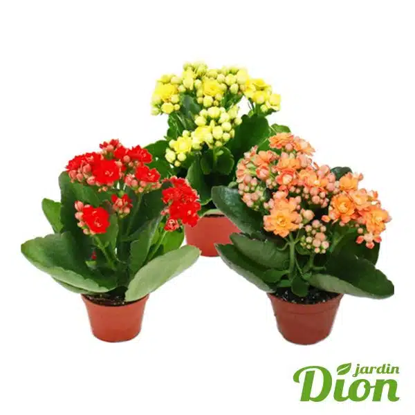 Kalanchoe blossfeldiana